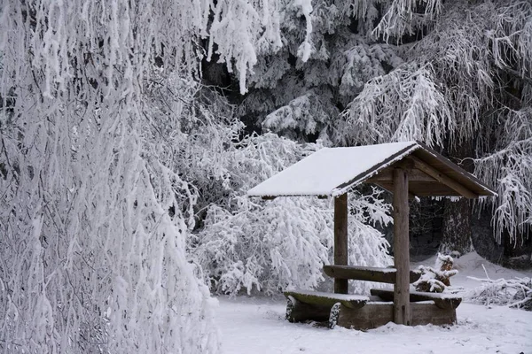 Relaxing Place Winter Forest — Stock Photo, Image