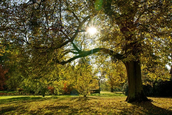 park sonbahar güneşli bir günde