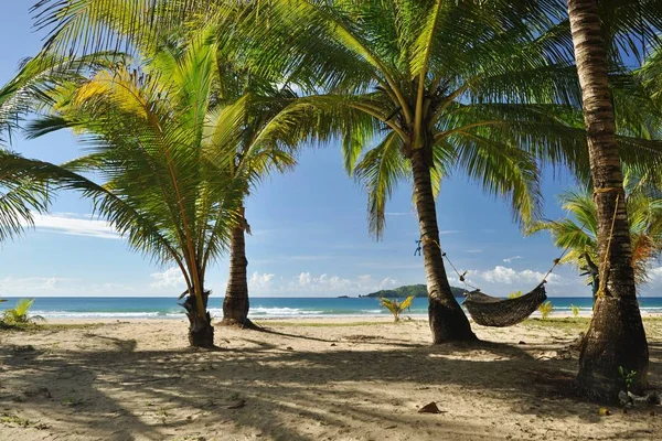 Plajda Palm grove