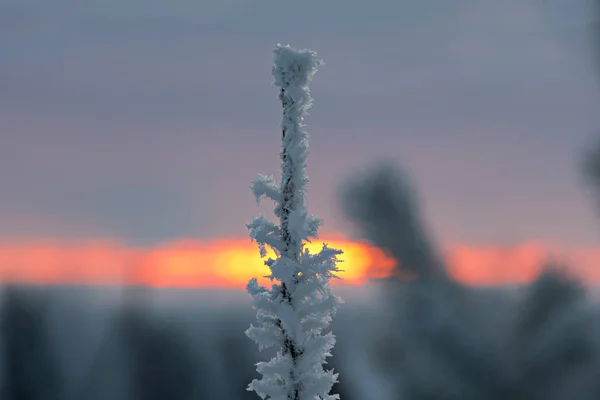 Winter Tale Part — Stock Photo, Image