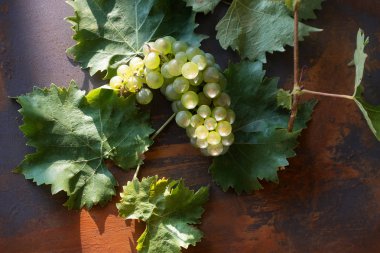 Yaprakları rustik violett ve paslı tablo arka planda parlak güneş ışığı ile taze olgun greent lezzetli sulu üzüm