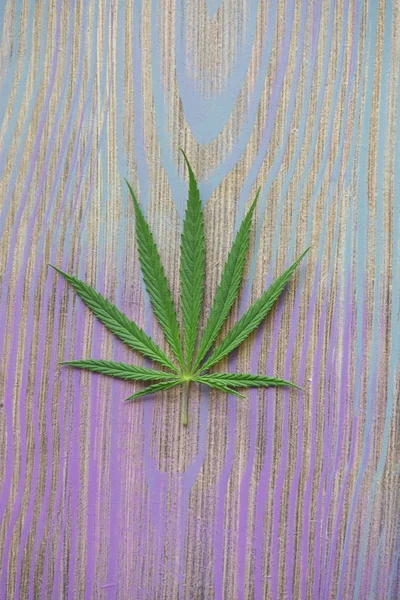 Ein Frisches Grünes Lampenblatt Auf Einem Violettblauen Hölzernen Psychdelischen Hintergrundtisch — Stockfoto