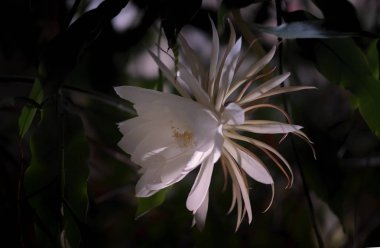 Gece (Epiphyllum oxypetalum) kaktüs bitki Kraliçesi gece, siyah bir arka plan beyaz çiçeklerle çekici, bewitchingly kokulu, büyük çiçek.