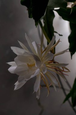 Gece kraliçesi; Dama de Noche; (Epiphyllum oxypetalum) Kaktüs türü, bitki şafakta kalmamak gece açan, kokulu, büyük beyaz çiçekler üretir..