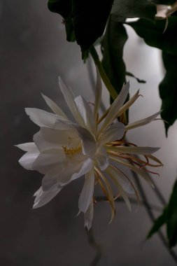 The queen of the night; Dama de Noche; (Epiphyllum oxypetalum) Species of cactus, plant produces night-blooming, fragrant, large white flowers that wither at dawn. clipart