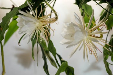 Gece kraliçesi; Dama de Noche; (Epiphyllum oxypetalum) Kaktüs türü, bitki şafakta kalmamak gece açan, kokulu, büyük beyaz çiçekler üretir..