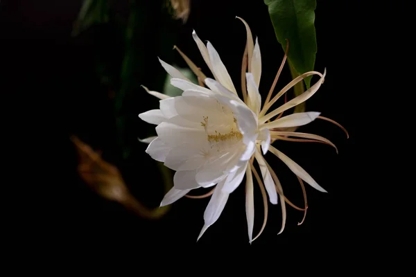 Gece (Epiphyllum oxypetalum) kaktüs bitki Kraliçesi gece, siyah bir arka plan beyaz çiçeklerle çekici, bewitchingly kokulu, büyük çiçek.