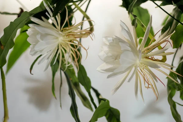 Цариця Ночі Dama Noche Epiphyllum Oxypetalum Видів Кактусів Завод Виробляє — стокове фото