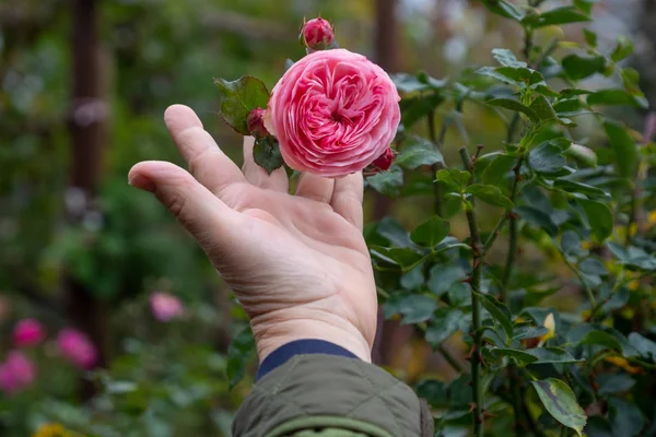 Садовница Держащая Розовый Эротический Розовый Цветок Розовом Кусте Прекрасном Розовом — стоковое фото