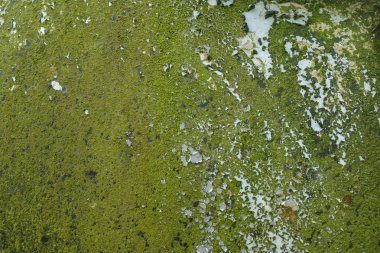 liken ve moss ile eski grunge çizilmiş paslı eski model araba levha gri siyah yeşil