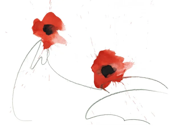 Duas flores de papoila aquarela pintadas com hastes desenhadas doodle isolado no fundo branco, espaço de cópia — Fotografia de Stock