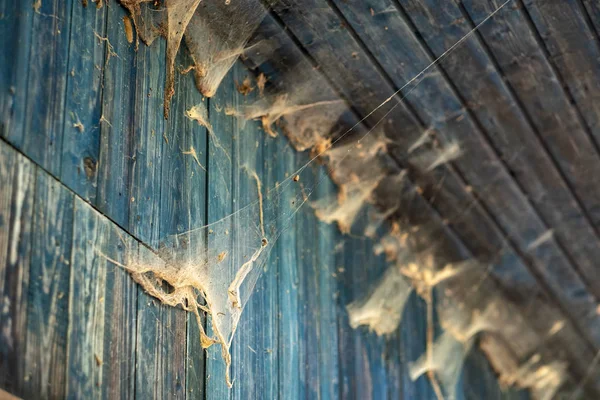 Ιστοί αράχνης σε παλιά γκραντζ μπλε φθαρμένη ξύλινο τοίχο με κόκκους ξύλου κάτω από την οροφή ενός υπόστεγο — Φωτογραφία Αρχείου