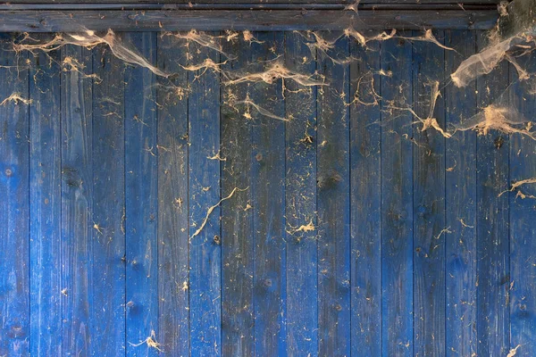 Struktur aus alten grunge blue wood board wall mit rustikaler Holzmaserung und Spinnennetzen — Stockfoto