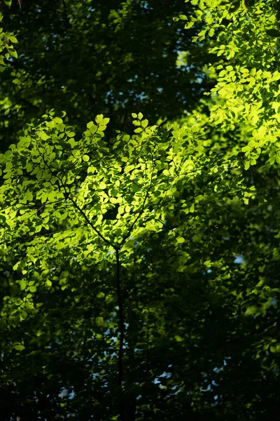 Verse groene bladeren van een beuk in de warme, heldere zonneschijn diep in het natuurlijke bos — Stockfoto