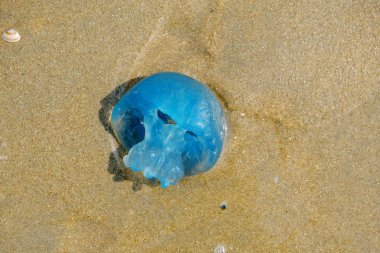 Hollanda sahilinin kumlarında mahsur kalmış bir Mavi Blubber Denizanası'nın yakın çekimi.