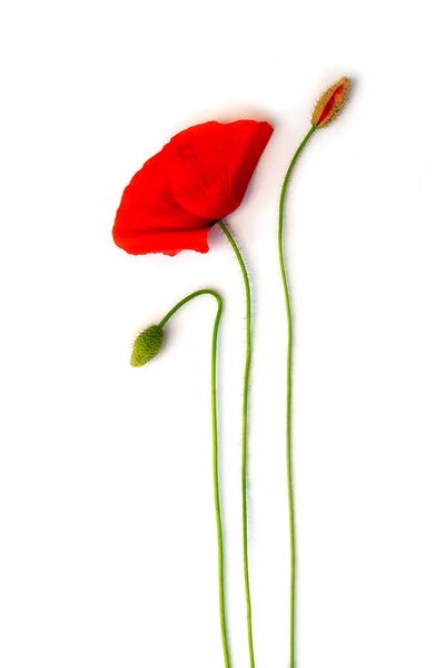 Bunga poppy mekar dan 2 tunas diatur pada putih, terisolasi — Stok Foto