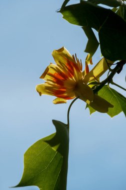 Liriodendron tulipifera çiçek açmış güzel süs ağacı, lale çiçekleri ve yeşil yapraklı dallar, Amerikan lale ağacı, lale kavak, beyaz ahşap, keman, arka planda sarı kavak