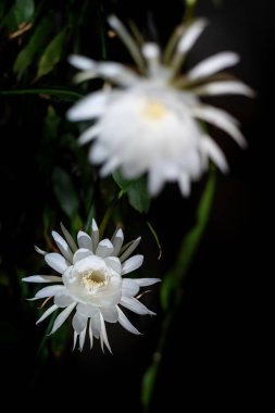 Gece Kraliçesi 'nin iki çiçeği (Epiphyllum oxypetalum) kaktüs türleri gece, kokulu beyaz çiçekler üretir.