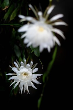 Two blossoms of the Queen of the Night (Epiphyllum oxypetalum) species of cactus plant produces nocturnal, fragrant white flowers, copy space clipart
