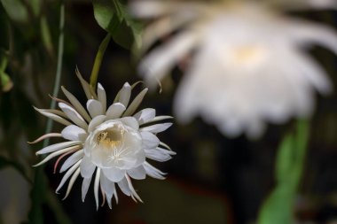 Gecenin kraliçesinin (Epiphyllum oxypetalum) iki beyaz çiçeğinin ön görüntüsü. Kaktüs bitkisi, büyüleyici, büyüleyici kokulu büyük beyaz çiçekler, kopyalama alanı..