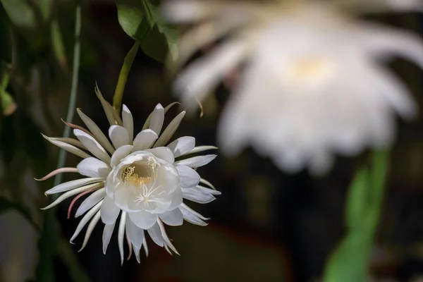 Gecenin kraliçesinin (Epiphyllum oxypetalum) iki beyaz çiçeğinin ön görüntüsü. Kaktüs bitkisi, büyüleyici, büyüleyici kokulu büyük beyaz çiçekler, kopyalama alanı..