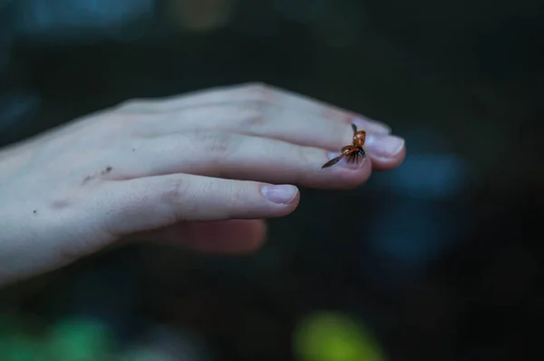 瓢虫在女性手指 — 图库照片