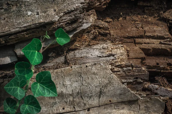 The Green Creeper Plant on a old tree.Wood background.Green plants.Textures.