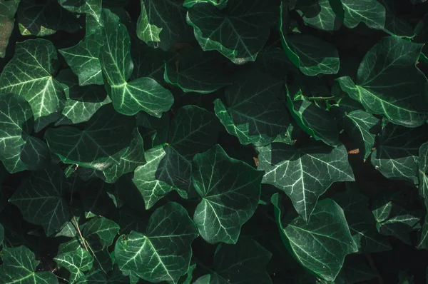 The Green Creeper Plant on a old tree.Wood background.Green plants.Textures.