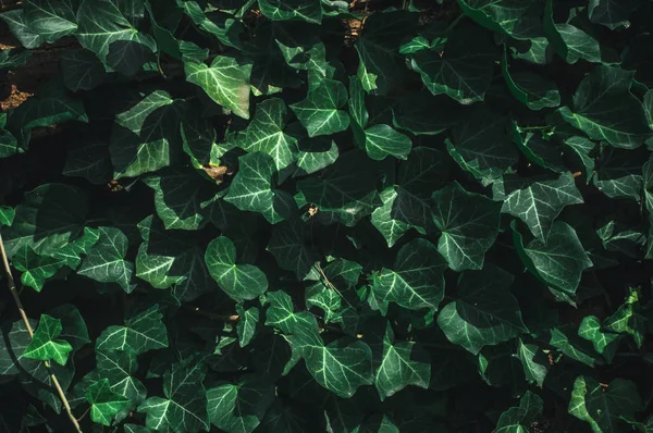 The Green Creeper Plant on a old tree.Wood background.Green plants.Textures.