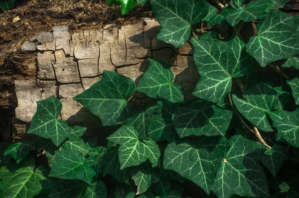 The Green Creeper Plant on a old tree.Wood background.Green plants.Textures.