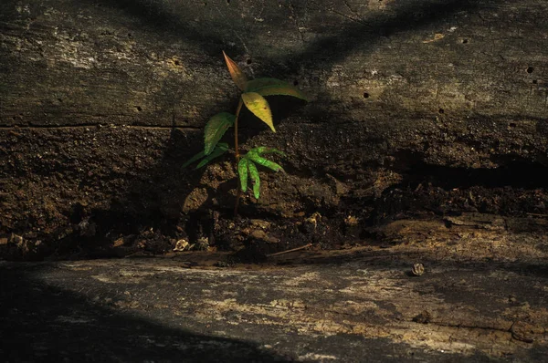 The Green Creeper Plant on a old tree.Wood background.Green plants.Textures.