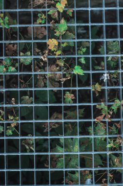 Yeşil sarmaşık bitki. Yeşil bitkiler. Dokular.