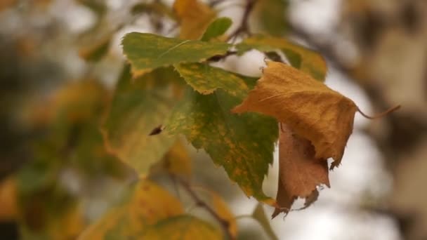 Podzimní přírodní park. Zlaté listy stromů se houpají ve větru. Okouzlující podzimní sezóna. Rozmazané žluté listy stromu se houpají ve větru. — Stock video