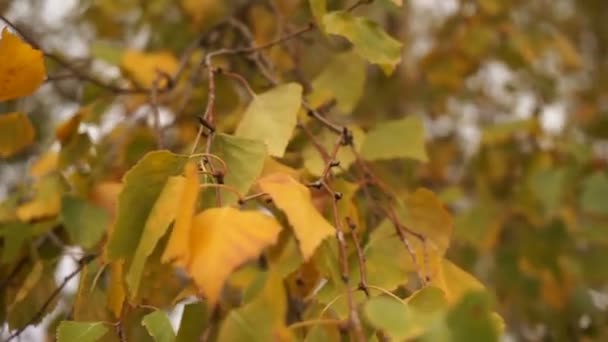 Podzimní přírodní park. Zlaté listy stromů se houpají ve větru. Okouzlující podzimní sezóna. Rozmazané žluté listy stromu se houpají ve větru. — Stock video