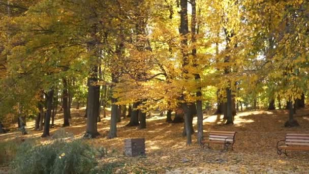 Sonbahar yaprakları yavaş çekimde düşüyor ve güneş yaprakların arasından parlıyor. Güzel manzara arka planı. Autumnal Park 'taki ağaçlar. Yavaş Hareket — Stok video