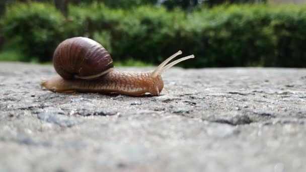 A large brown beautiful grape snail crosses an asphalt road. Slow motion of a snail. Time flow. Defocus. Greenery in the background — Stock Video