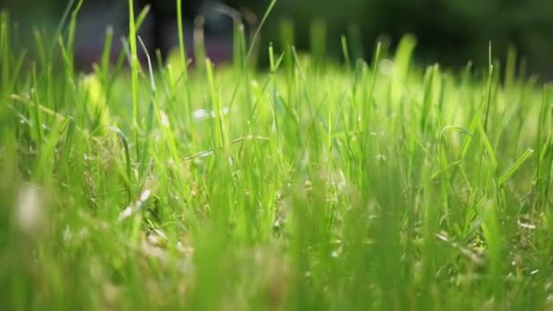 Close-up vídeo de verão desfocado bela grama verde contra o sol da manhã, com um fundo bokeh — Vídeo de Stock