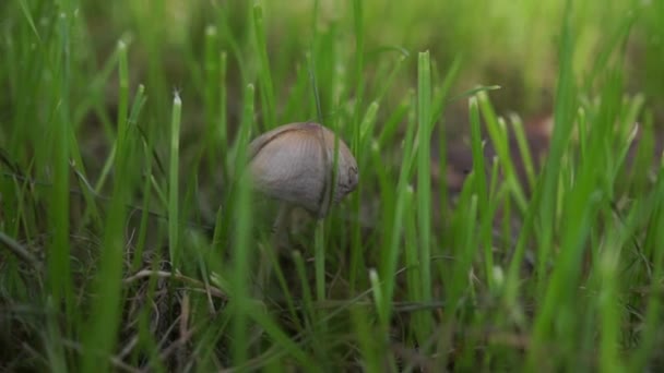Solo hongo solitario de cerca creciendo en la hierba verde en el bosque de la mañana. Concepto pequeño pero fuerte. Macro hongos. Primer plano de las heces de sapo — Vídeo de stock