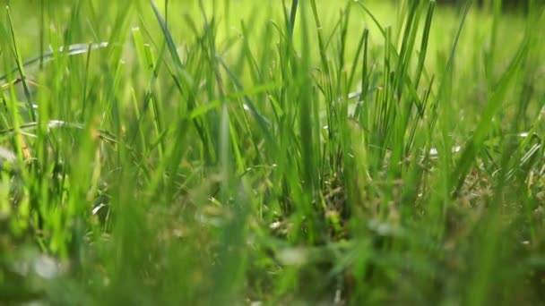 Close-up video defocused summertime beautiful green grass against the morning sun, with a bokeh background — Stok Video