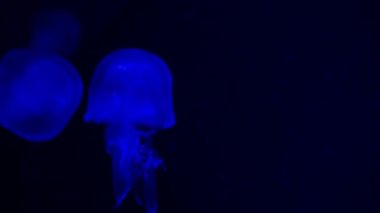 Uzun kuyruklu neon mavi denizanası. Suyun altında renkli ışıkla aydınlatılmış. Denizdeki tuzlu su akvaryumunda jöle balığı. Çok renkli neon denizanaları yüzer. VJ kavramı.
