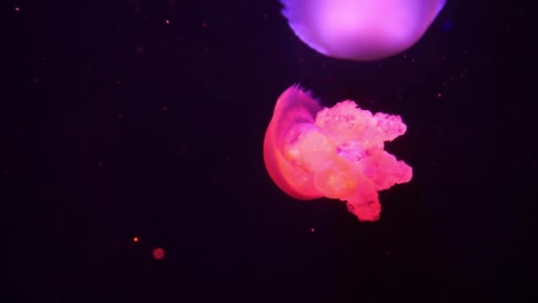 Medusas púrpura neón iluminadas con luz de color bajo el agua. Jalea en el acuario de agua salada del mar. Medusas de neón multicolores nada. Concepto VJ. — Vídeos de Stock