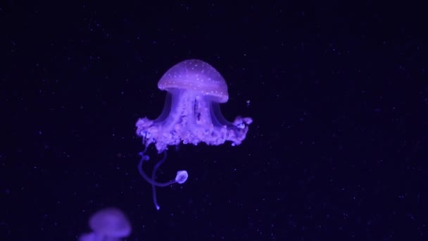 Meduse viola al neon illuminate con luce di colore sott'acqua. Meduse nell'acquario marino di acqua salata dell'oceano. Le meduse al neon multicolori nuotano. Concetto VJ. — Video Stock
