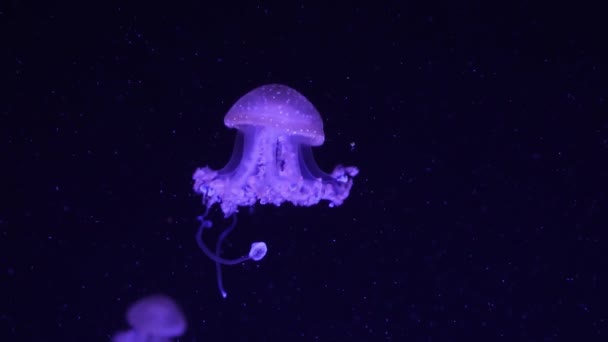 Medusas púrpura neón iluminadas con luz de color bajo el agua. Jalea en el acuario de agua salada del mar. Medusas de neón multicolores nada. Concepto VJ. — Vídeos de Stock