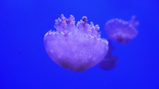 Neon Purple Jellyfish Illuminated With Color Light Underwater on Blue Background. 바다의 소금물 수족관에 있는 젤리 물고기입니다. 다양 한 색깔의 네온 해파리가 헤엄치죠. VJ 개념. — 비디오