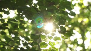 Güneş yeşil ağaç dalında mercekli yuvarlak bokeh ile parlıyor. Rüzgarda sallanan yeşil yapraklar. Doğa arka planını kapatın. Parkta güneşli bir sabah. Soyut doğa geçmişi. Canlı Yaz Ormanı
