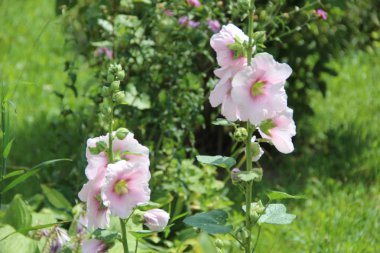 güzel pembe çiçek çiçeklenme