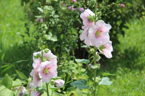 güzel pembe çiçek çiçeklenme