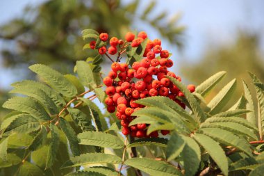 Bir Sunny parkta güzel parlak Rowan şube