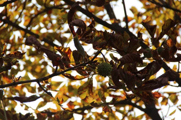 Autumn Foliage Sun — Stock Photo, Image