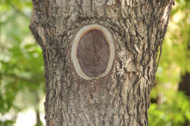 bir ağaç kabuğu izi